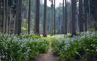 Картинка лес, лето, цветы
