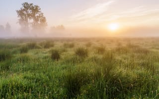 Картинка зелень, поле, солнце, деревья, лето, облака, свет, трава