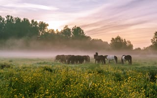 Картинка поле, лето, желтый, деревья, цветы, небо, облака, туман