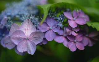 Картинка макро, цветки, гортензия, соцветие