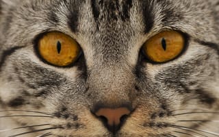 Картинка кот, нос, кошка, морда, глаза, взгляд