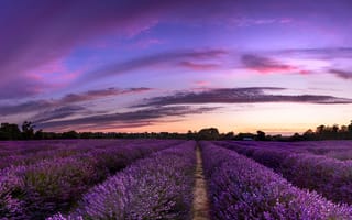 Картинка цветы, лаванда, плантация, лавандовое поле