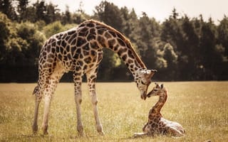 Картинка жираф, детеныш, жирафы, мама
