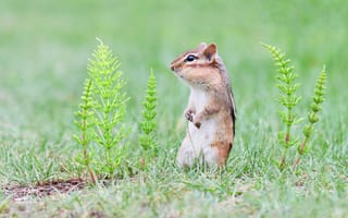Картинка трава, поляна, грызун, полевой хвощ, бурундук, стойка