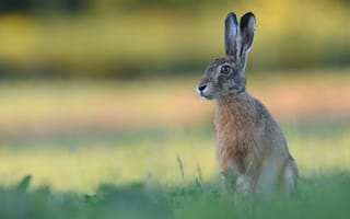 Картинка поле, лето, природа, взгляд, серый, поляна, заяц, портрет