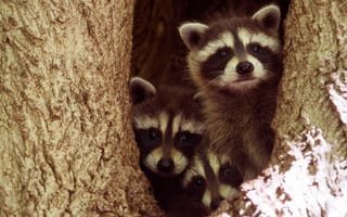 Картинка взгляд, деревья, три, темный, енот, кора, малыш, нора