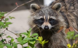 Картинка взгляд, морда, портрет, енот, листья