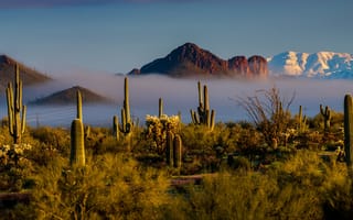 Картинка небо, свет, горы, америка, пустыня, кактус, растительность