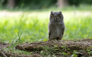 Картинка зелень, трава, сова, боке, природа, птица