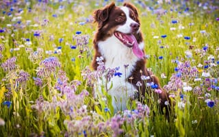 Картинка Австралийская овчарка, луг, настроение, цветы, собака, язык, радость