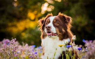 Картинка Австралийская овчарка, собака, морда, цветы