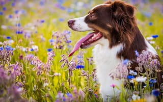 Картинка Австралийская овчарка, цветы, собака, язык, луг