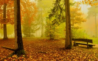 Картинка осень, скамейка, деревья, желтый, лес, золотой