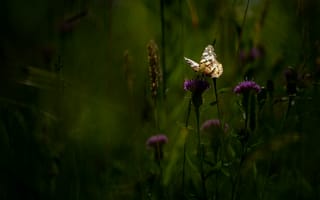 Картинка зелень, лето, свет, листья, трава, темный, природа, цветы