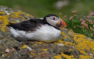 Картинка лето, взгляд, отдых, птица, лежит, портрет, цветы, камни