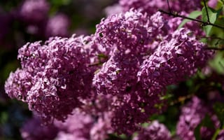 Картинка свет, цветы, ветки, боке, весна, сирень, цветение, в цвету