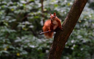 Картинка лето, взгляд, белка, ветки, деревья, листва, природа