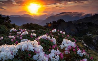 Картинка закат, горы, цветы