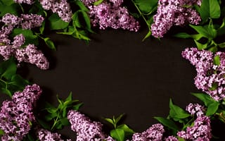 Картинка цветы, ветки, сирень, lilac, frame, flowers