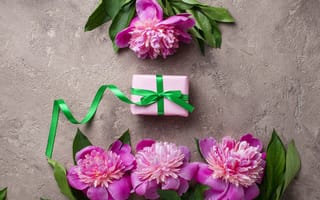 Обои цветы, розовые, подарок, pink, peonies, flowers, пионы, gift box