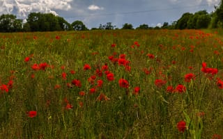 Картинка зелень, поле, красный, небо, цветы, поляна, деревья, лето