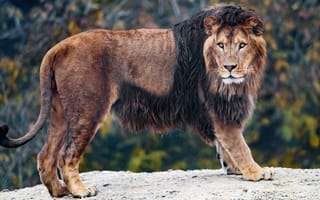 Картинка осень, взгляд, морда, лапы, лев, листва, поза