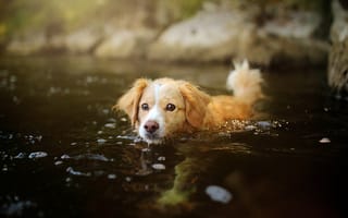 Картинка собака, вода, щенок