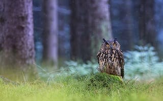 Картинка дождик, лес, взгляд, капли, птица, сова, дождь, деревья
