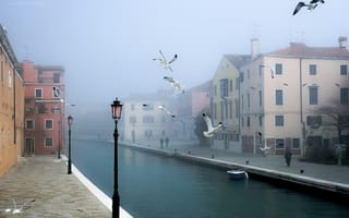 Картинка Венеция, птицы, город