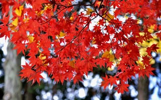 Картинка осень, листья, клен, Япония, багрянец