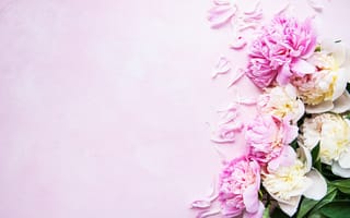 Картинка цветы, пионы, peonies, розовый, flowers, petals, pink, лепестки