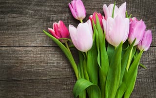 Картинка тюльпаны, розовые, wood, flowers, tulips, pink