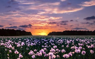 Картинка поле, закат, маки