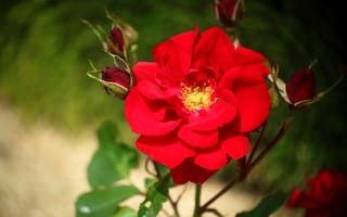 Картинка розы, цветы, стебель, листья, бутоны, боке, размытый, красный