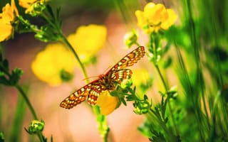 Картинка бабочка, боке, цветы, макро
