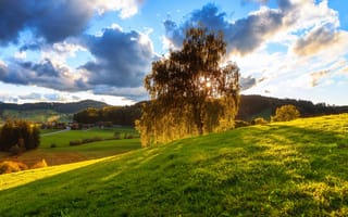 Картинка зелень, солнце, природа, ветви, свет, деревья, берёзы