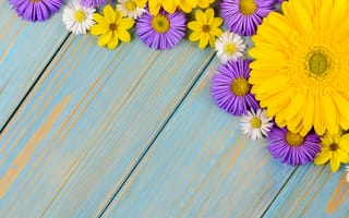 Картинка цветы, герберы, голубой, wood, ромашки, yellow, blue