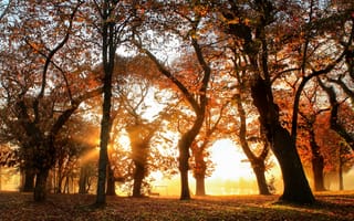 Картинка осень, свет, листва, деревья, ствол, парк