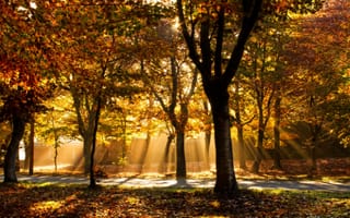 Картинка осень, свет, деревья, аллея, золотая осень, парк, дорожка, тропинка