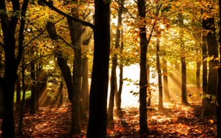 Картинка осень, лес, лучи, свет, листья, золотая осень, парк