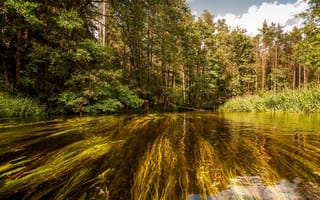 Картинка лес, лето, деревья, листва, водоросли, берег, пруд, озеро