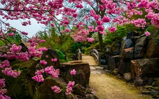 Картинка Японский сад, камни, дерево, мостик, цветы, сакура