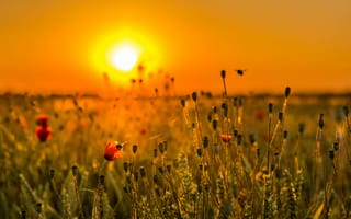 Обои поле, цветы, луг, солнце, небо, закат, трава