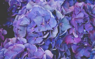 Картинка Макро, Цветы, Гортензия, Flowers