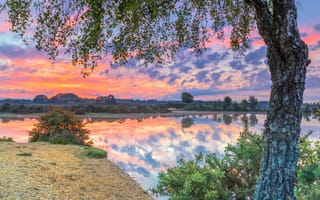 Картинка облака, деревья, водоем, берег, берёзы, ветки, отражение