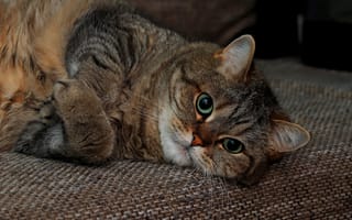 Картинка кошка, кот, поза, серый, взгляд, морда, темный