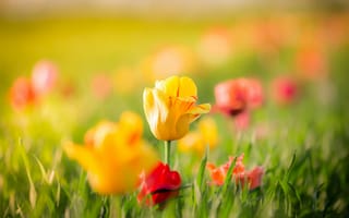 Обои Тюльпаны, весна, цветы, листья, желтые, красные, бутоны, боке