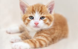 Картинка кошка, белый, взгляд, светлый, портрет, лапы, поза