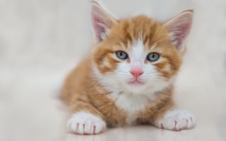 Картинка кошка, белый, взгляд, портрет, поза, светлый, малыш