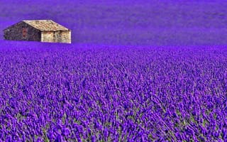 Картинка Франция, лаванда, плантация, луг, поле, Прованс, дом, цветы